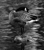 Goose