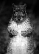 Mr__greedytummy