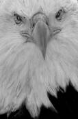 Bi_eagle