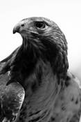 Bi_hawk