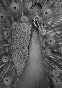 Bi_peacock