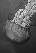 Flow_brain