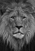 Otw_king_of_beasts