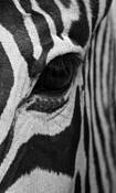 Otw_stripes