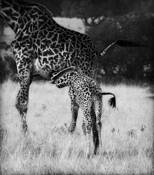 An_african_dinner_2