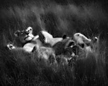 An_african_dinner_6