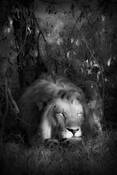 An_african_moment_2