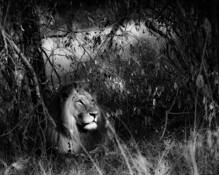 An_african_moment_3