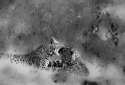 An_african_moment_4