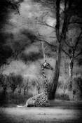An_african_moment_6