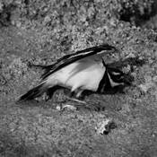 Broken_wing
