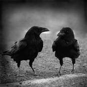 Conference