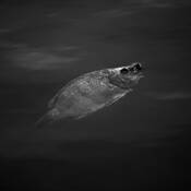 Eyeless