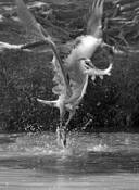 Caught_one