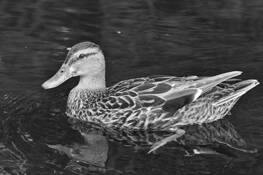Duck_reflection
