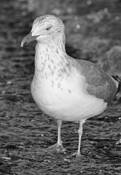 Seagull_wading