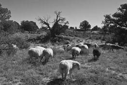 3_grazing