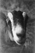 The_fair_10