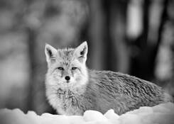 Red_fox_-_paradise