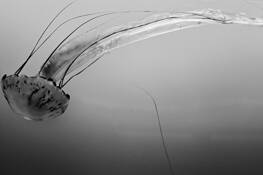 Sea_dance_3