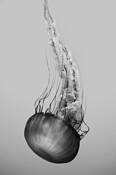 Sea_dance_4