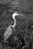 Bird_3