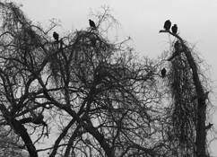 Buzzards