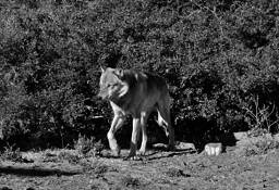 Cwc_alaskan_wolf_3