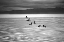 Eight_ducks_lake_tahoe