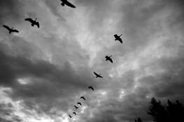 Eleven_and_a_half_birds