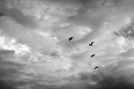 Four_birds