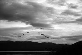 Sixteen_birds