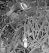 Clown_fish