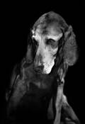 _dogmentia_