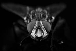 Fly