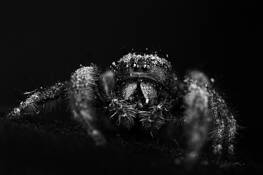 Jumping_spider