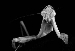Mantis