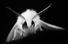 Moth