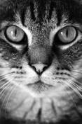 My_cat_nemo