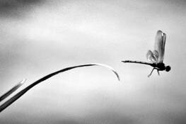 The_leap