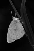 Alighted
