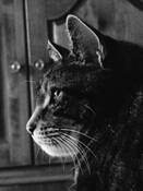 Boo_kitty