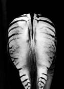 Zebra_butt