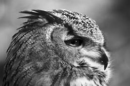 Asiatic_eagle_owl