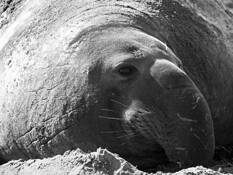 Elephant_seal_bull