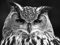 Euro-asiatic_eagle_owl