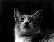 Born_to_stray_01