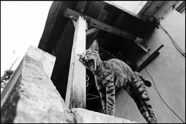 Born_to_stray_02