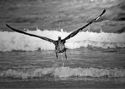 Pelican_ascending
