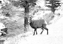 Alone_in_the_cold